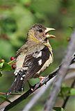 Evening Grosbeakborder=